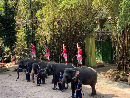 Elephant acrobatics